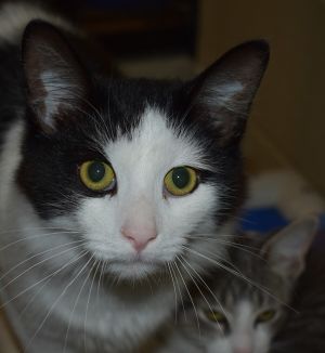 Cat For Adoption Scottie A Domestic Short Hair In Jackson Mi