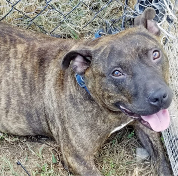 Grace, an adoptable Pit Bull Terrier in Gainesville, GA, 30501 | Photo Image 1