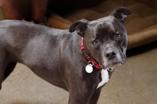 Lilly aka Stella, an adoptable Boxer, American Staffordshire Terrier in Green Valley, AZ, 85614 | Photo Image 5