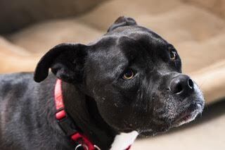 Lilly aka Stella, an adoptable Boxer, American Staffordshire Terrier in Green Valley, AZ, 85614 | Photo Image 6