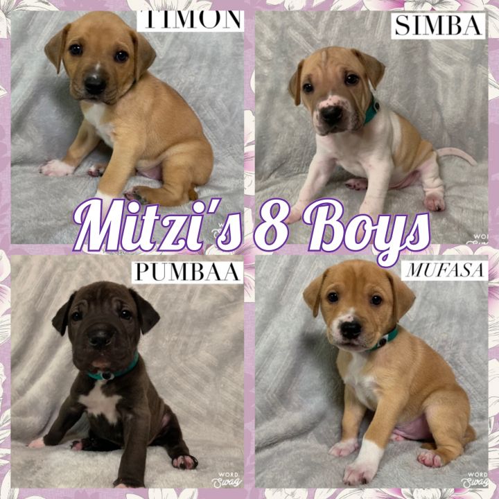 Mitzi's 7 Pups 1