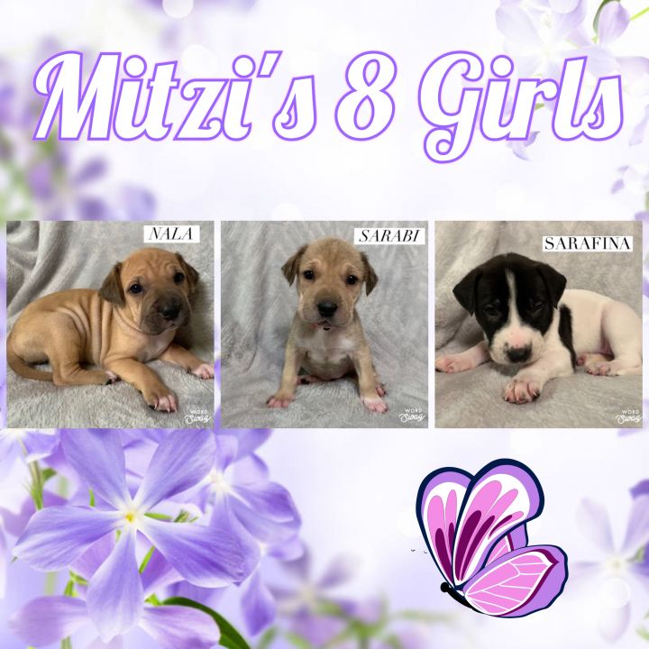 Mitzi's 7 Pups 2
