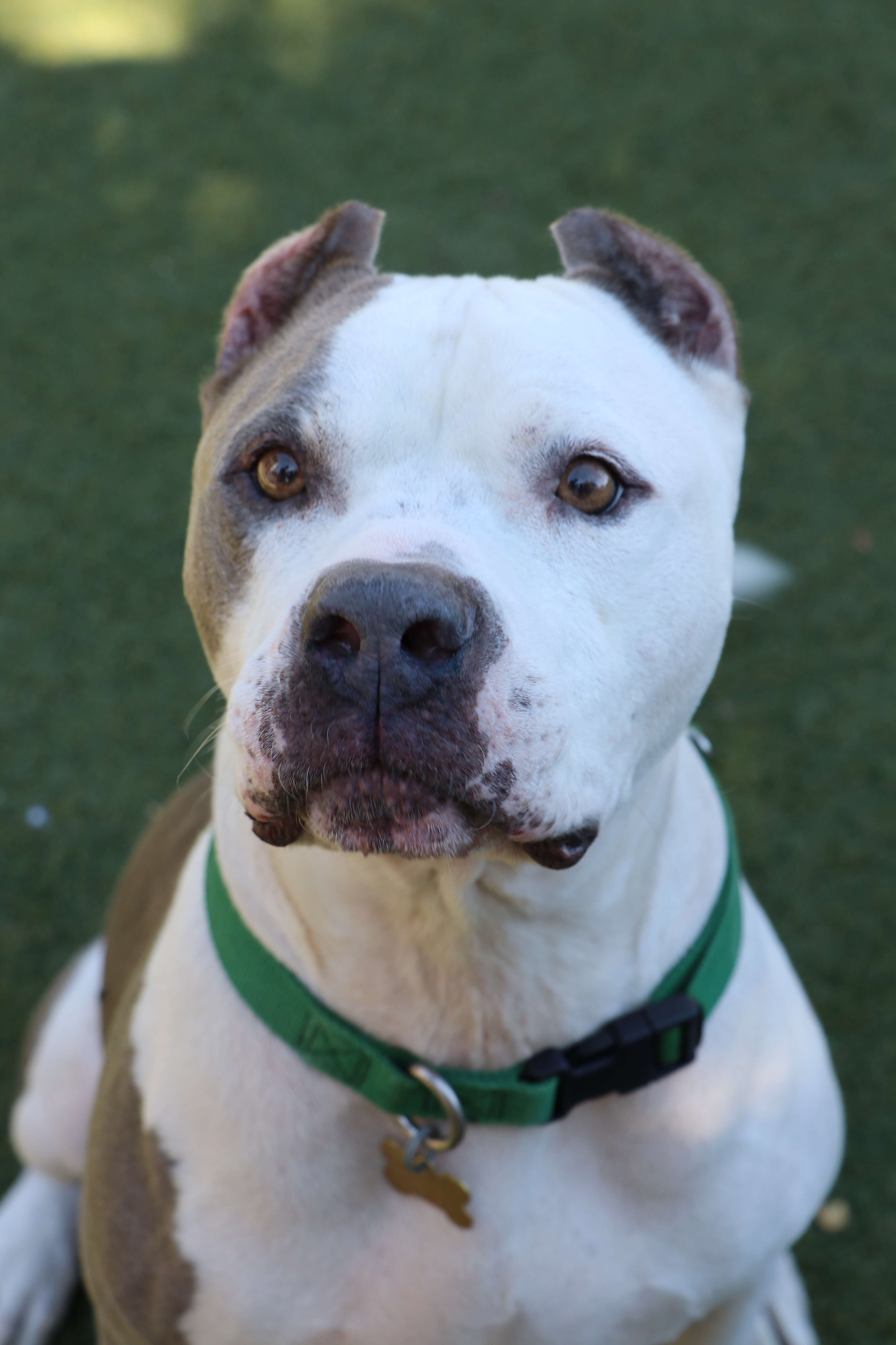 Diesel, an adoptable American Bulldog in Beverly Hills, CA, 90210 | Photo Image 1