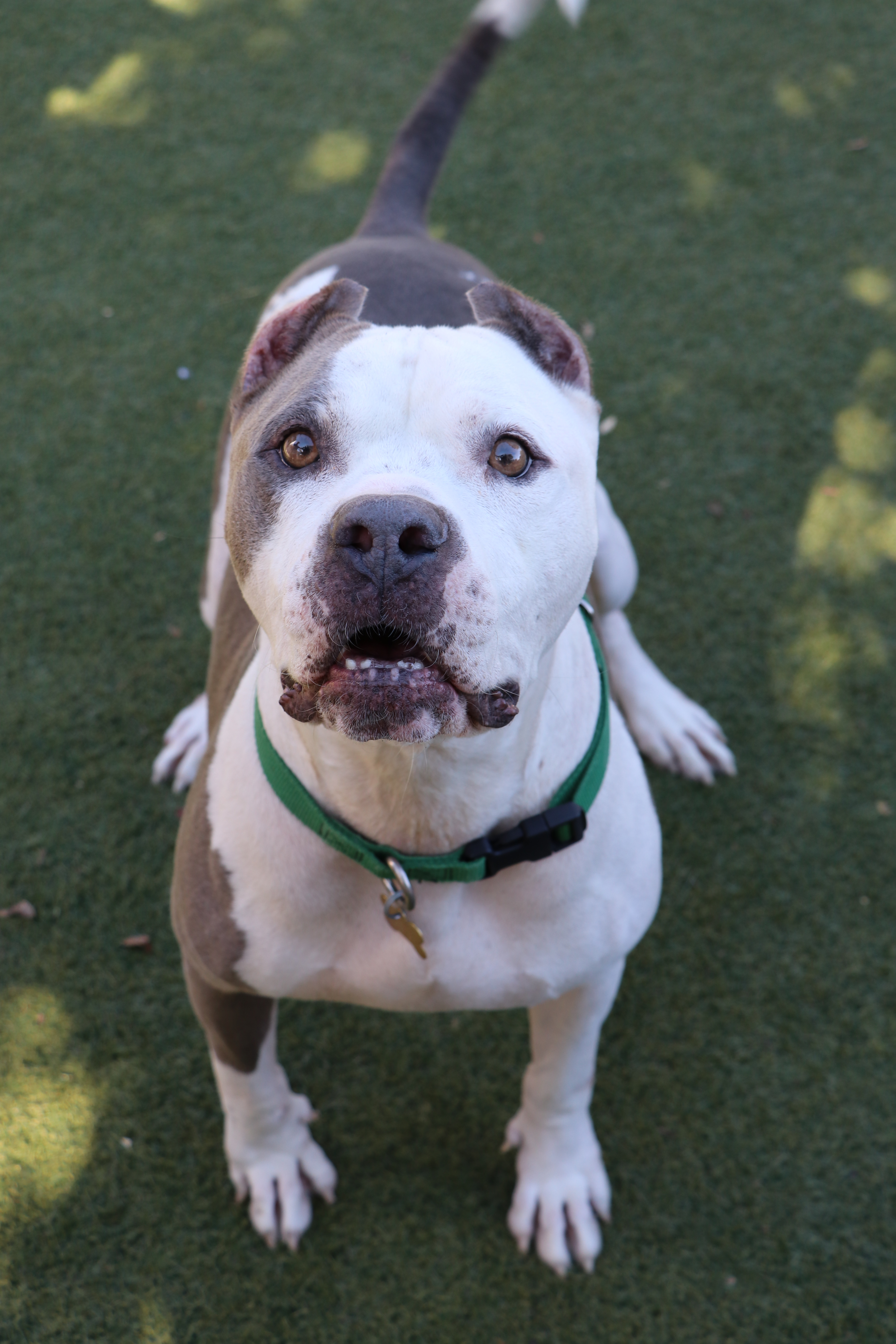 Diesel, an adoptable American Bulldog in Beverly Hills, CA, 90210 | Photo Image 3
