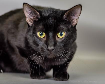 Dippy, an adoptable Domestic Short Hair in Chesapeake, VA, 23322 | Photo Image 1