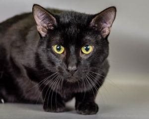 Dippy, Adult Male Domestic Short Hair