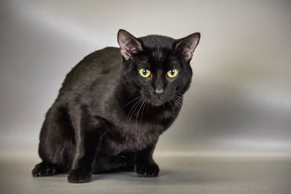 Dippy, an adoptable Domestic Short Hair in Chesapeake, VA, 23322 | Photo Image 2