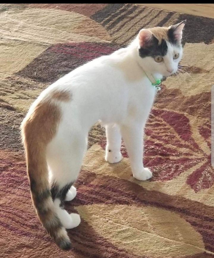 Cat For Adoption Pixie A Domestic Medium Hair Calico Mix In