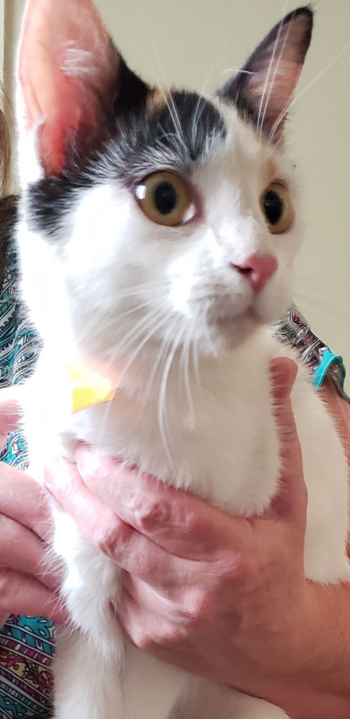 Cat For Adoption Pixie A Domestic Medium Hair Calico Mix In