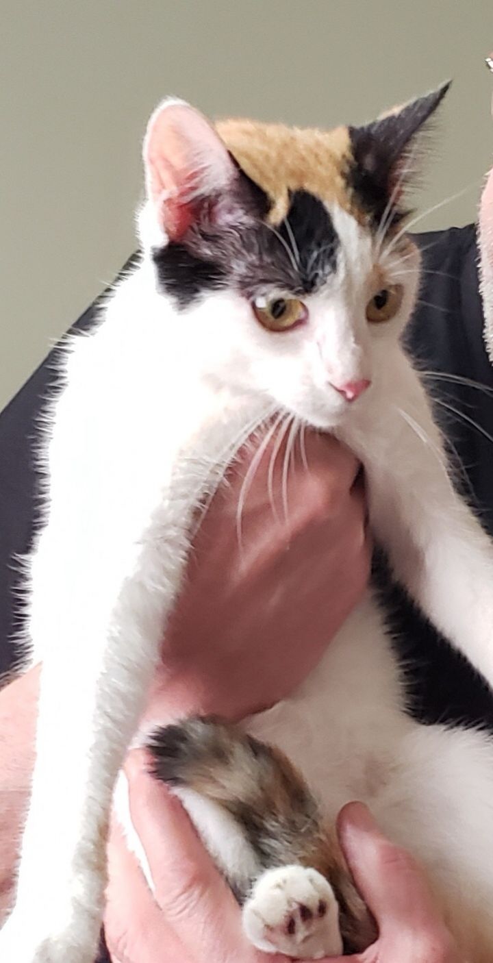 Cat For Adoption Pixie A Domestic Medium Hair Calico Mix In