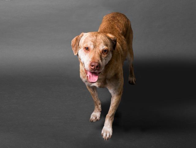 Dally, an adoptable Labrador Retriever, Jindo in San Diego, CA, 92117 | Photo Image 1