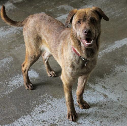 Dally, an adoptable Labrador Retriever, Jindo in San Diego, CA, 92117 | Photo Image 3