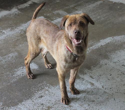 Dally, an adoptable Labrador Retriever, Jindo in San Diego, CA, 92117 | Photo Image 4
