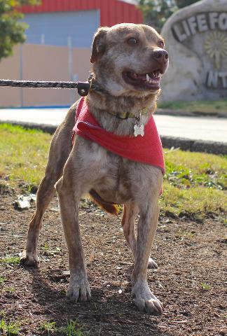 Dally, an adoptable Labrador Retriever, Jindo in San Diego, CA, 92117 | Photo Image 5