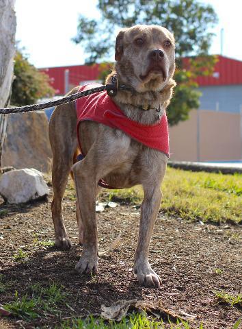 Dally, an adoptable Labrador Retriever, Jindo in San Diego, CA, 92117 | Photo Image 6