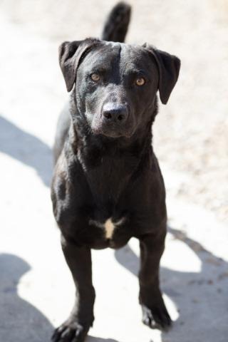 Papaya, an adoptable Labrador Retriever, Dachshund in San Diego, CA, 92117 | Photo Image 1