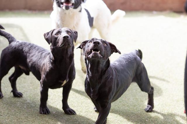 Papaya, an adoptable Labrador Retriever, Dachshund in San Diego, CA, 92117 | Photo Image 2