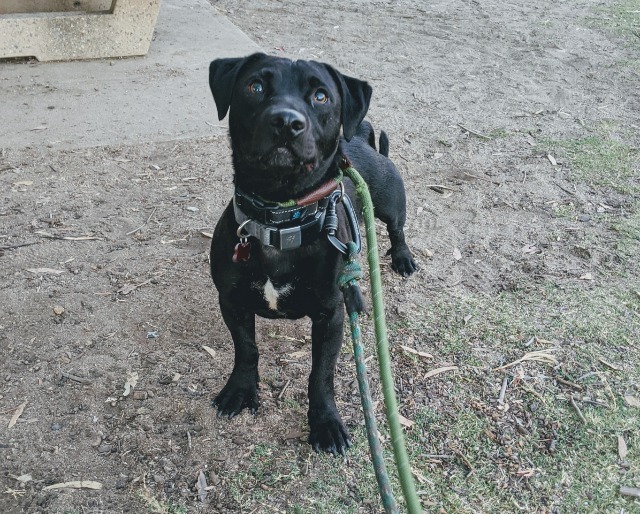 Papaya, an adoptable Labrador Retriever, Dachshund in San Diego, CA, 92117 | Photo Image 3