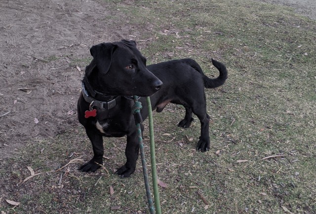 Papaya, an adoptable Labrador Retriever, Dachshund in San Diego, CA, 92117 | Photo Image 4