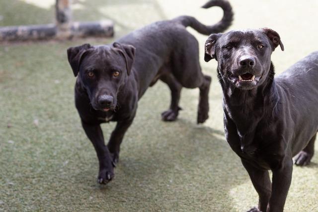 Papaya, an adoptable Labrador Retriever, Dachshund in San Diego, CA, 92117 | Photo Image 5