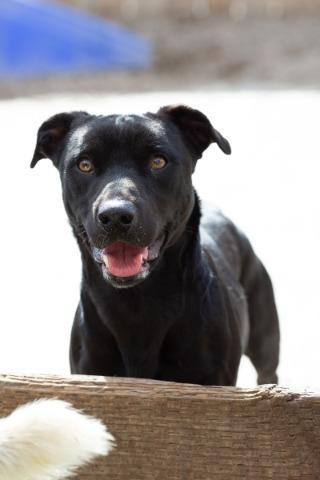Papaya, an adoptable Labrador Retriever, Dachshund in San Diego, CA, 92117 | Photo Image 6