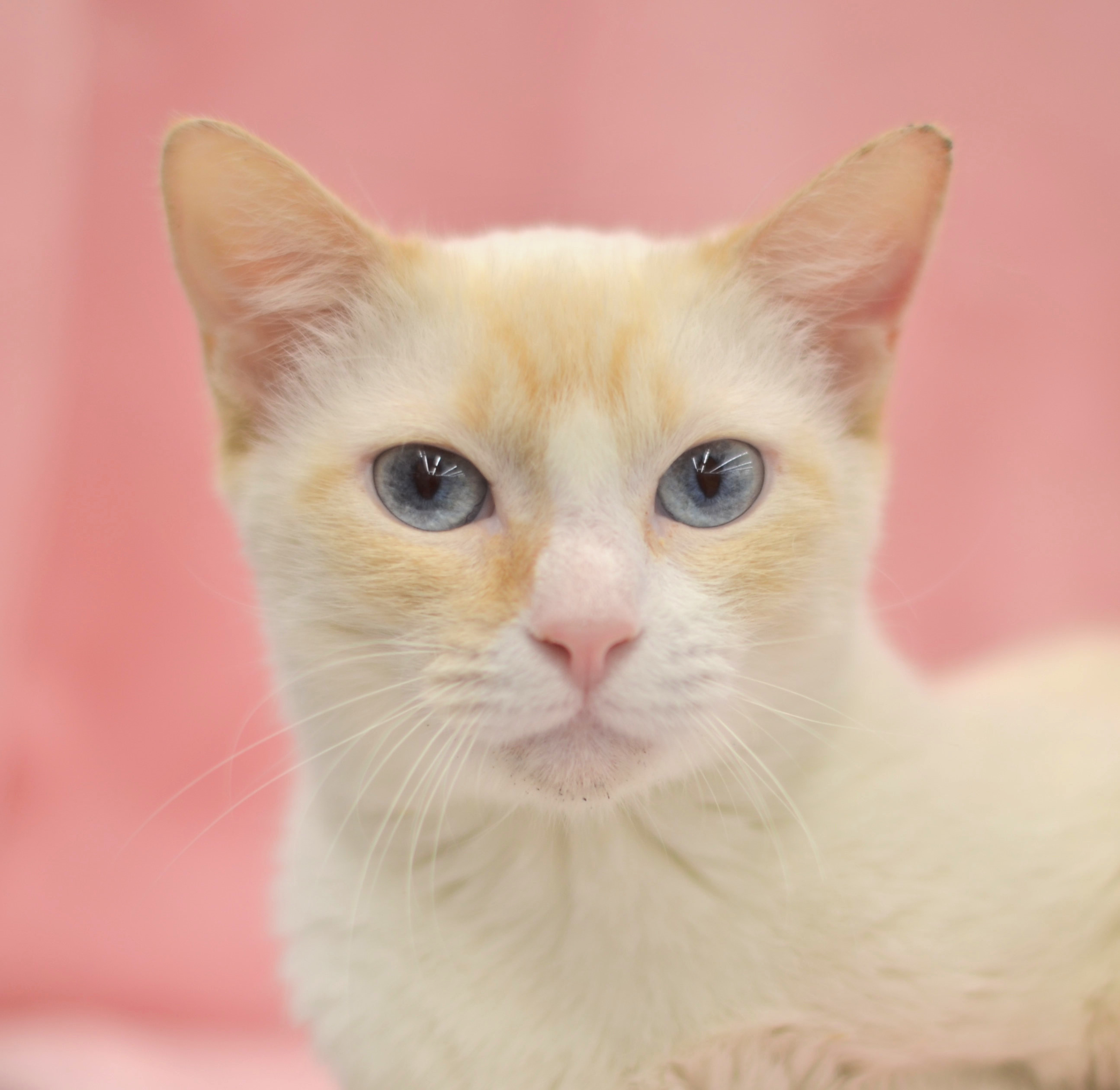 Flower - Riley Fuzzel Petsmart (FH WH), an adoptable Siamese in Spring, TX, 77386 | Photo Image 1