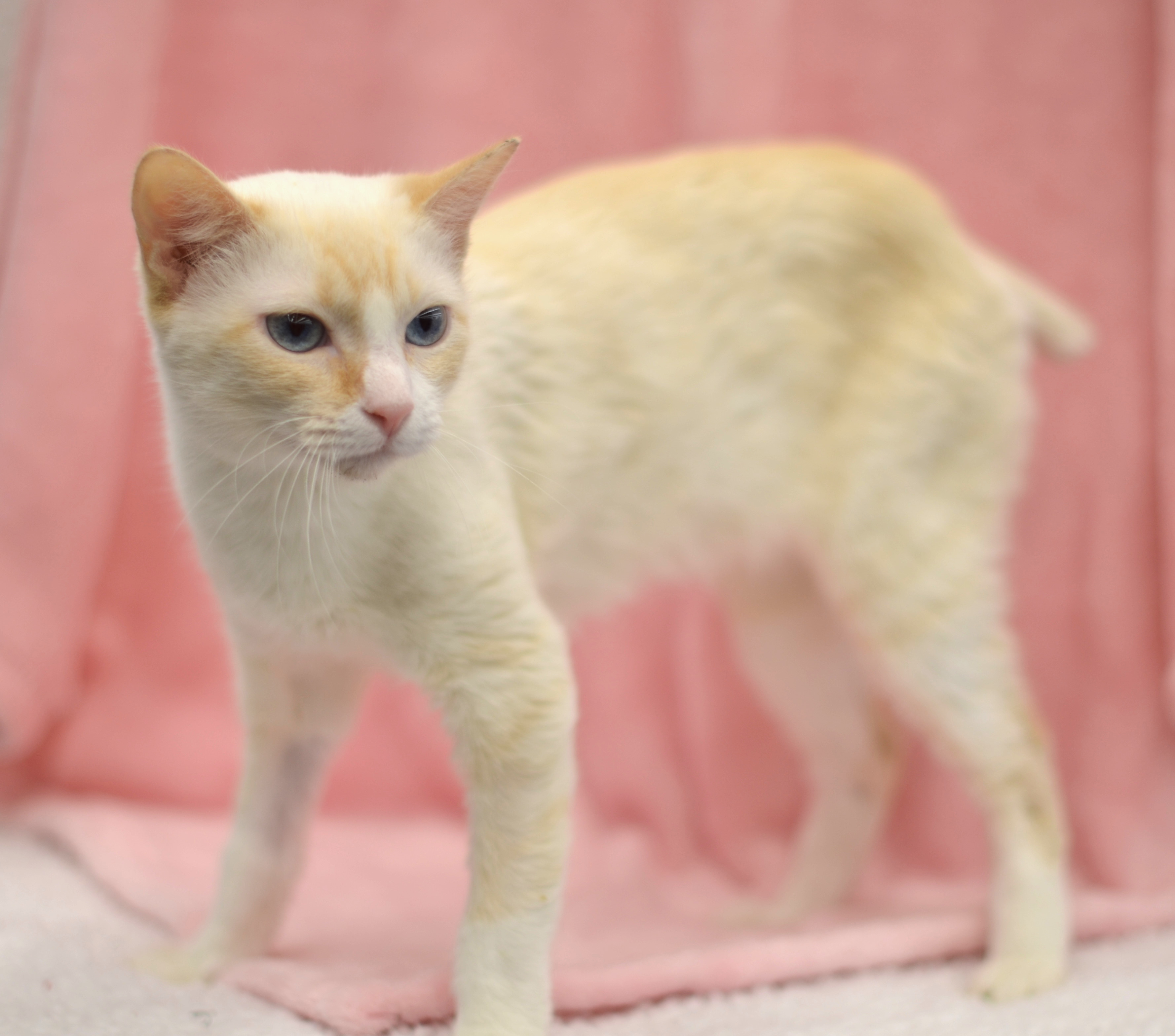 Flower - Riley Fuzzel Petsmart (FH WH), an adoptable Siamese in Spring, TX, 77386 | Photo Image 2