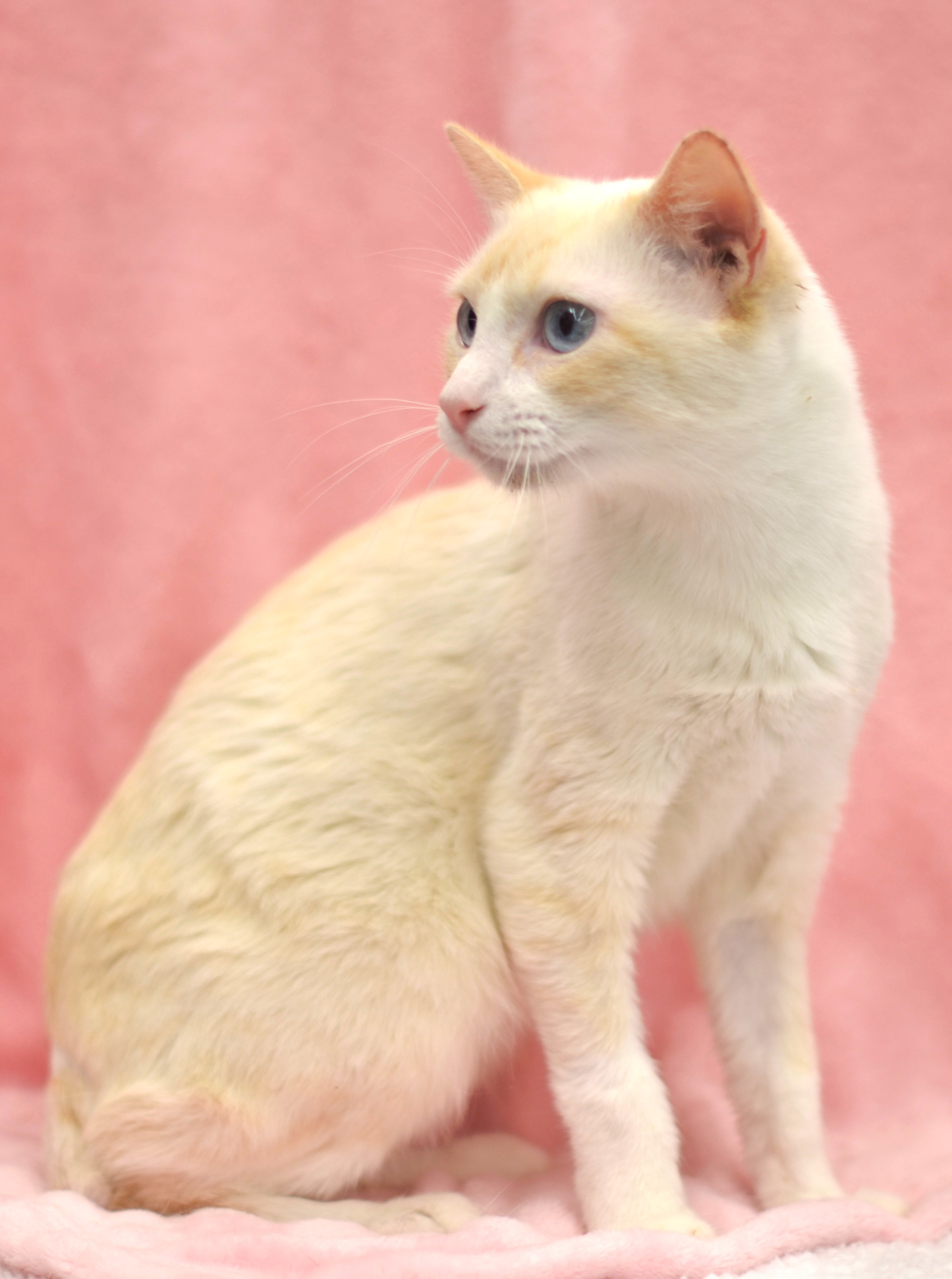 Flower - Riley Fuzzel Petsmart (FH WH), an adoptable Siamese in Spring, TX, 77386 | Photo Image 3