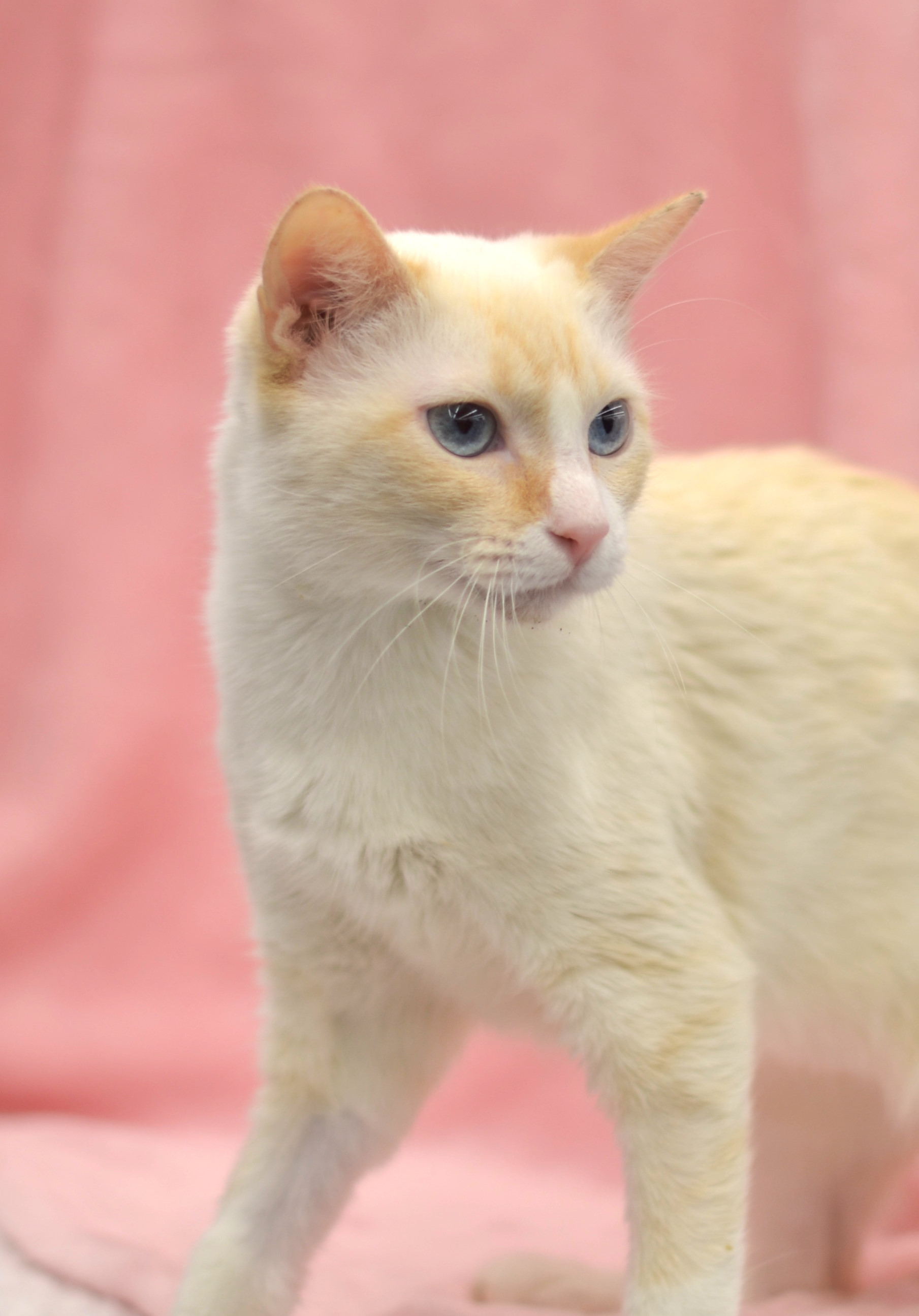 Flower - Riley Fuzzel Petsmart (FH WH), an adoptable Siamese in Spring, TX, 77386 | Photo Image 4