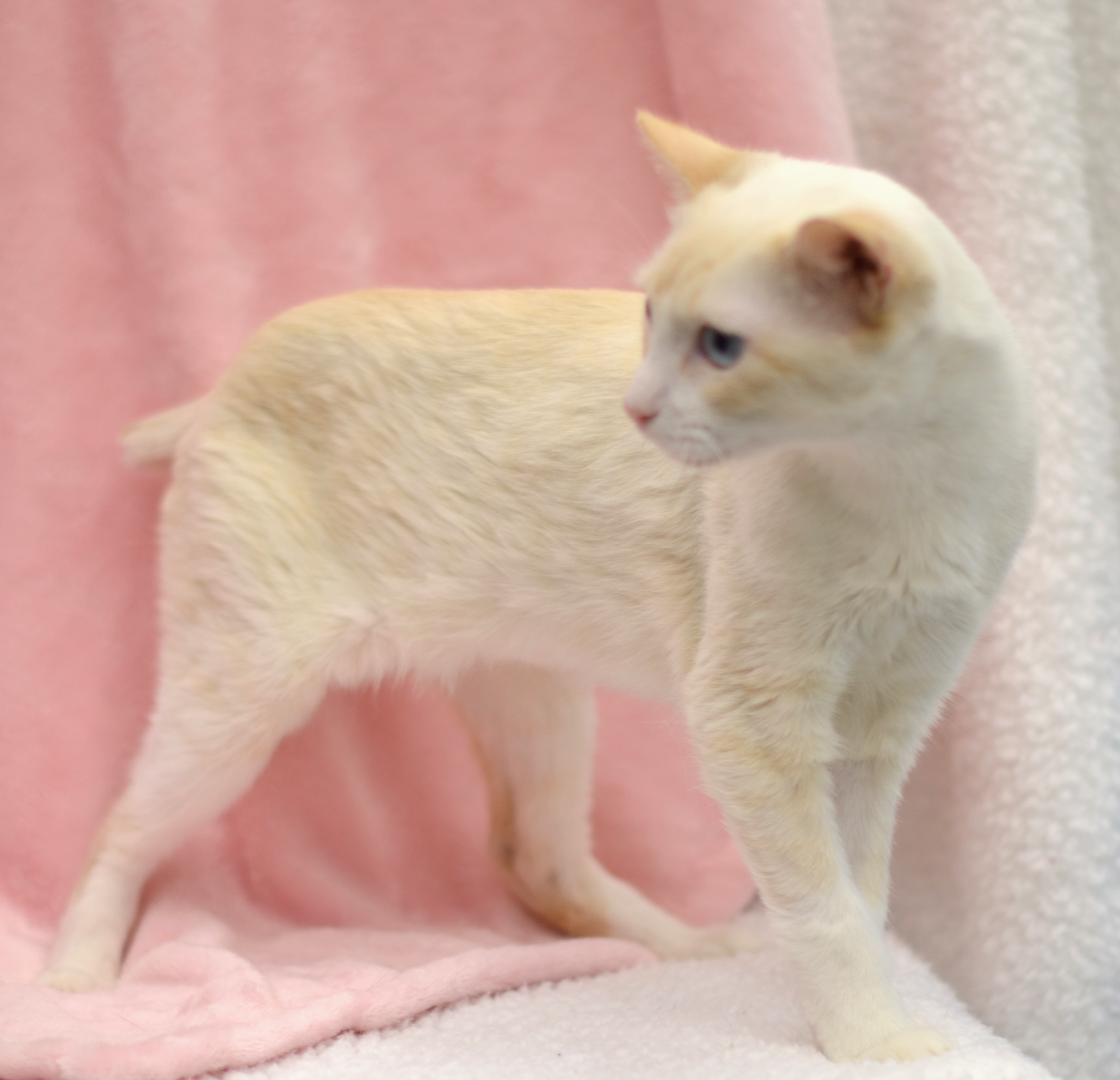 Flower - Riley Fuzzel Petsmart (FH WH), an adoptable Siamese in Spring, TX, 77386 | Photo Image 6