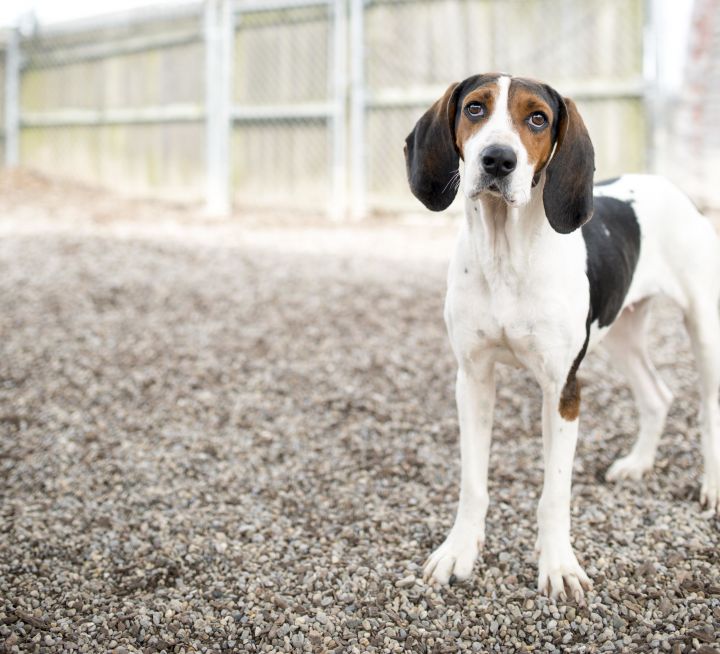 Cincy, an adopted Coonhound Mix in Cincinnati, OH_image-1