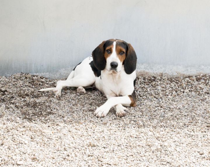 Cincy, an adopted Coonhound Mix in Cincinnati, OH_image-2