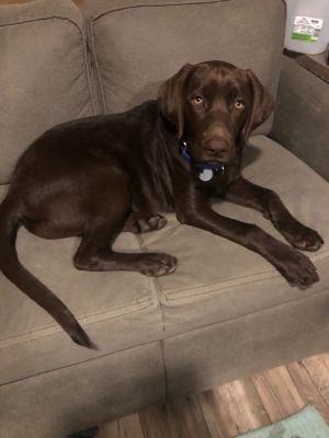 Kolton