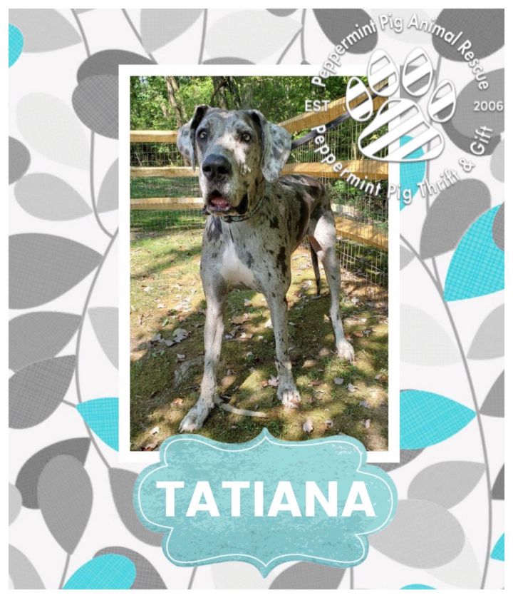 Tatiana 4
