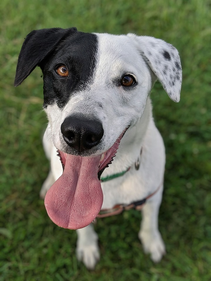 Patches, an adoptable Pointer, Hound in Hamilton, OH, 45013 | Photo Image 1