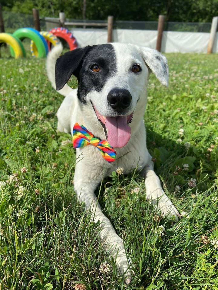 Patches, an adoptable Pointer, Hound in Hamilton, OH, 45013 | Photo Image 2