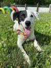 Patches photo 2