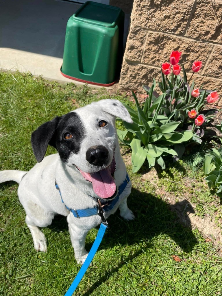 Patches, an adoptable Pointer, Hound in Hamilton, OH, 45013 | Photo Image 3