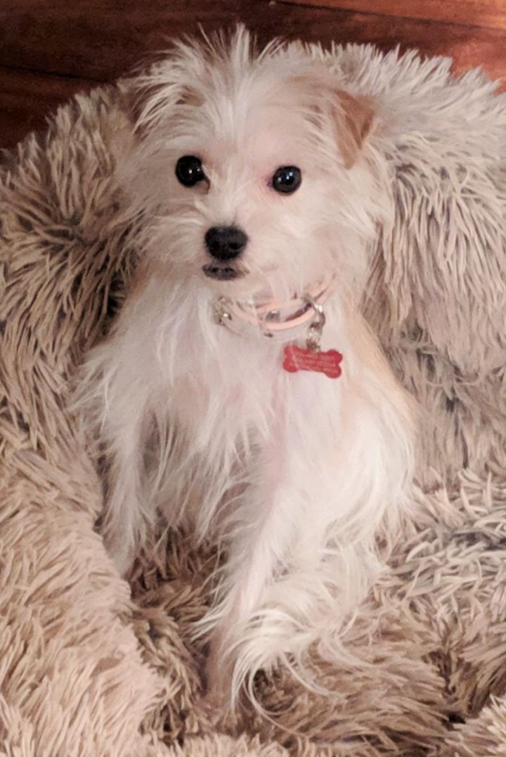 55+ Jack Russell Maltese Mix Puppies l2sanpiero
