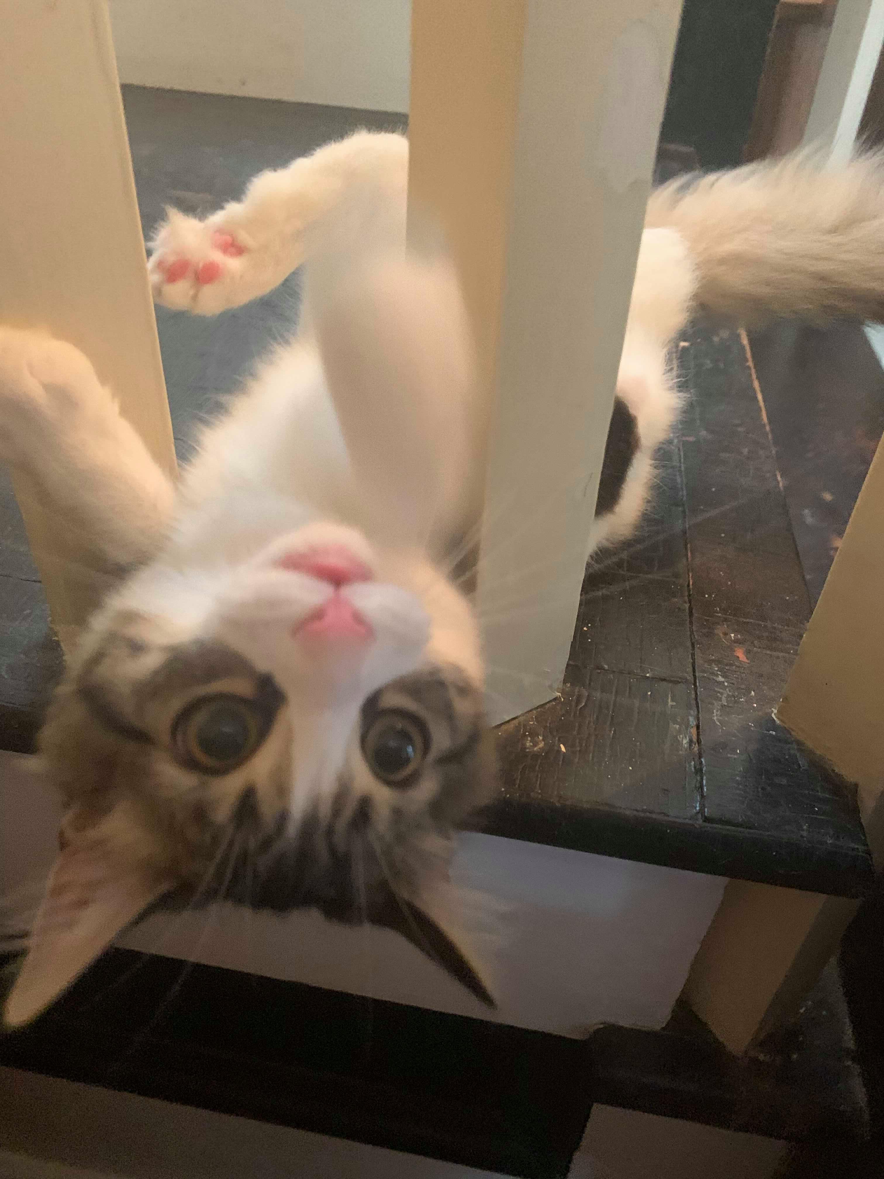 Dorothy, an adoptable Domestic Long Hair in Berkeley Springs, WV, 25411 | Photo Image 4