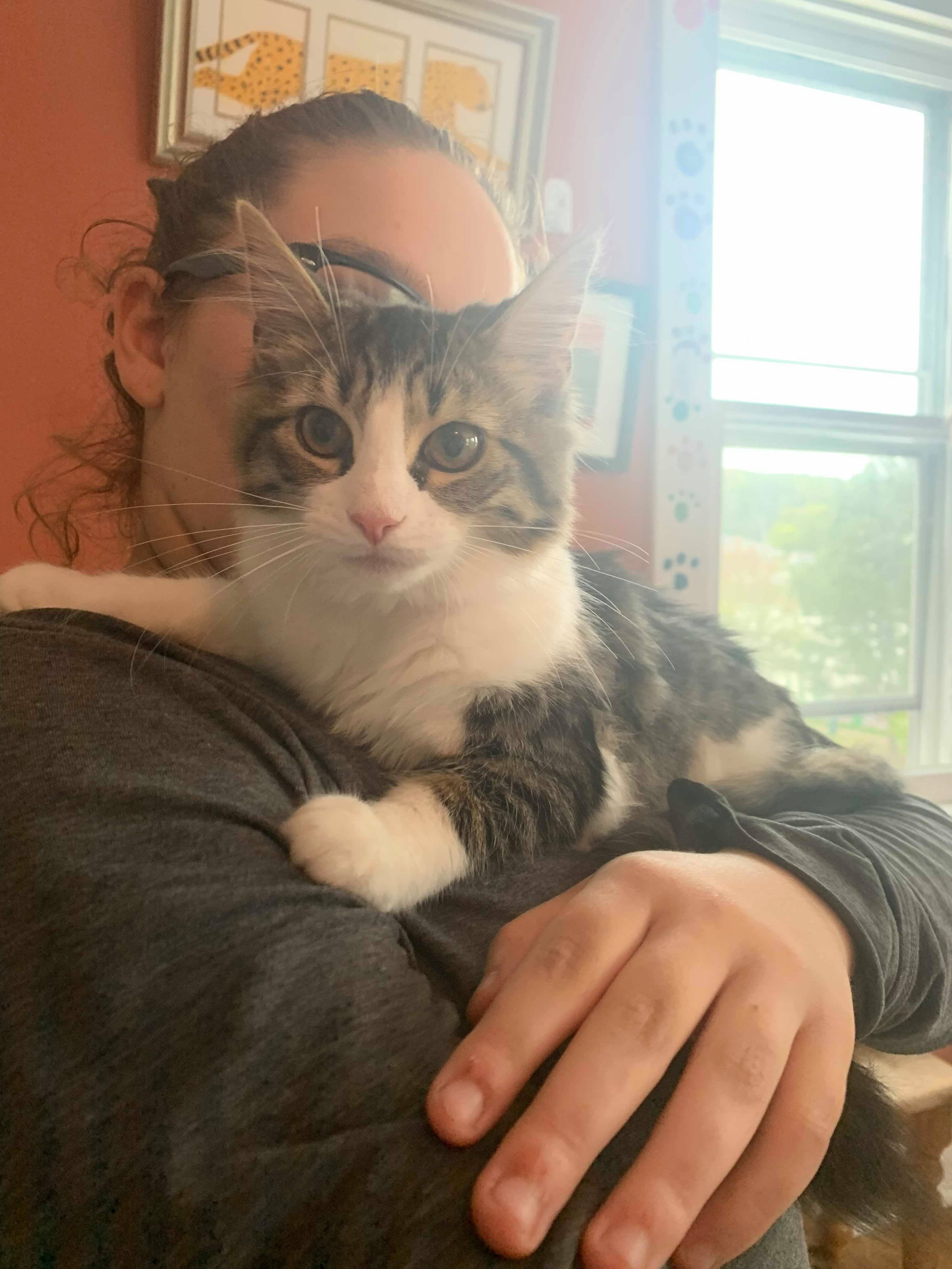 Dorothy, an adoptable Domestic Long Hair in Berkeley Springs, WV, 25411 | Photo Image 6