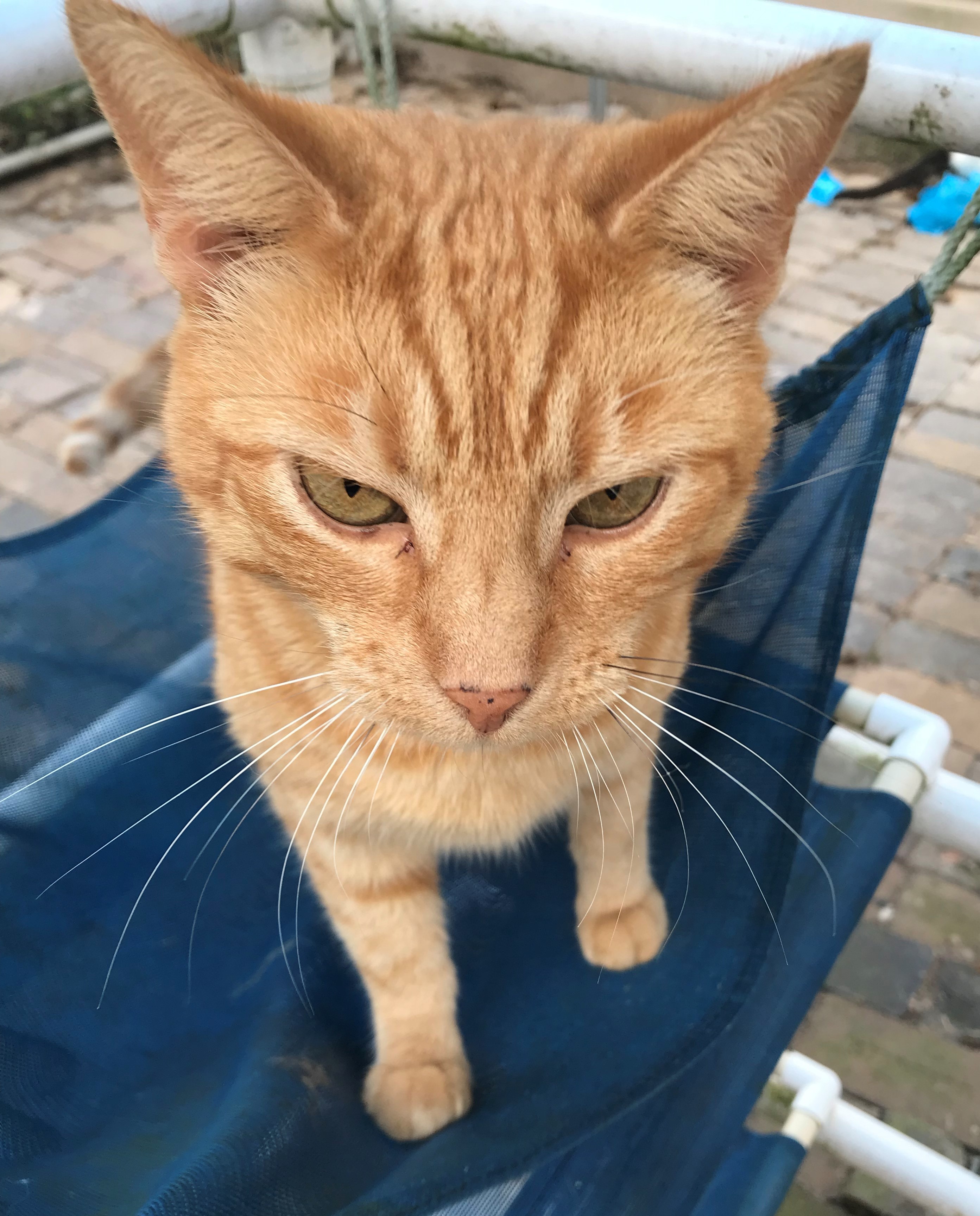 Cat for adoption - Fanta (formerly known as Orange Cat), a Domestic