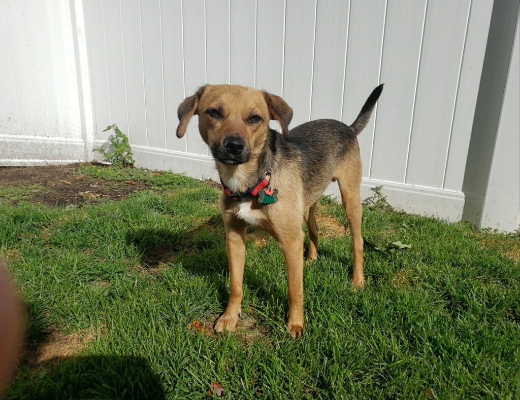 fællesskab renovere respons Dog for adoption - Viktor 2yr, a Beagle Mix in Mentor, OH | Petfinder