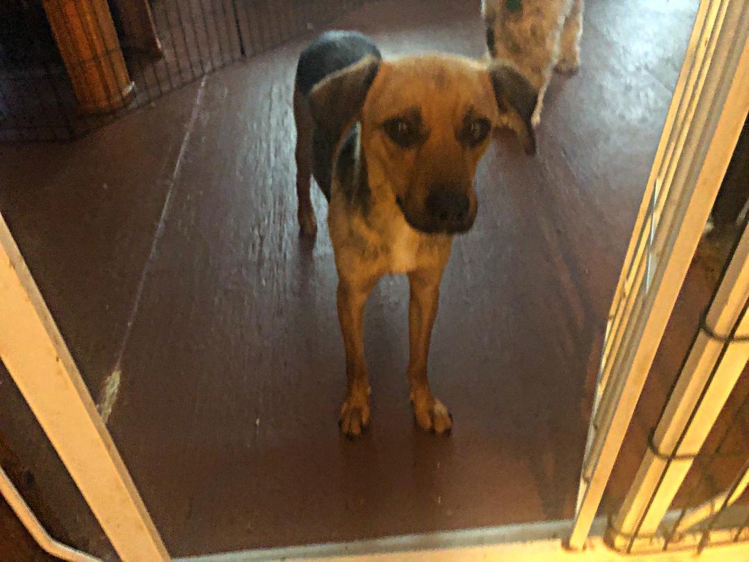 Viktor 2yr, an adoptable Beagle in Mentor, OH, 44060 | Photo Image 2