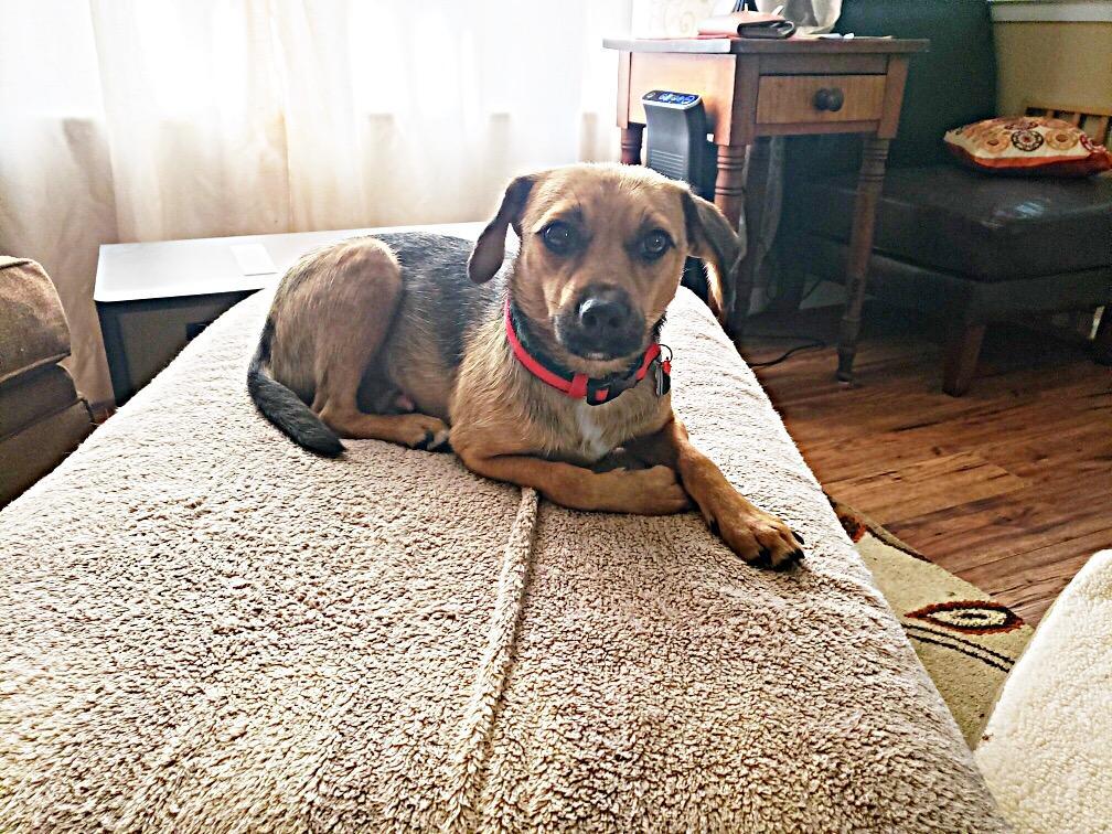 Viktor 2yr, an adoptable Beagle in Mentor, OH, 44060 | Photo Image 3
