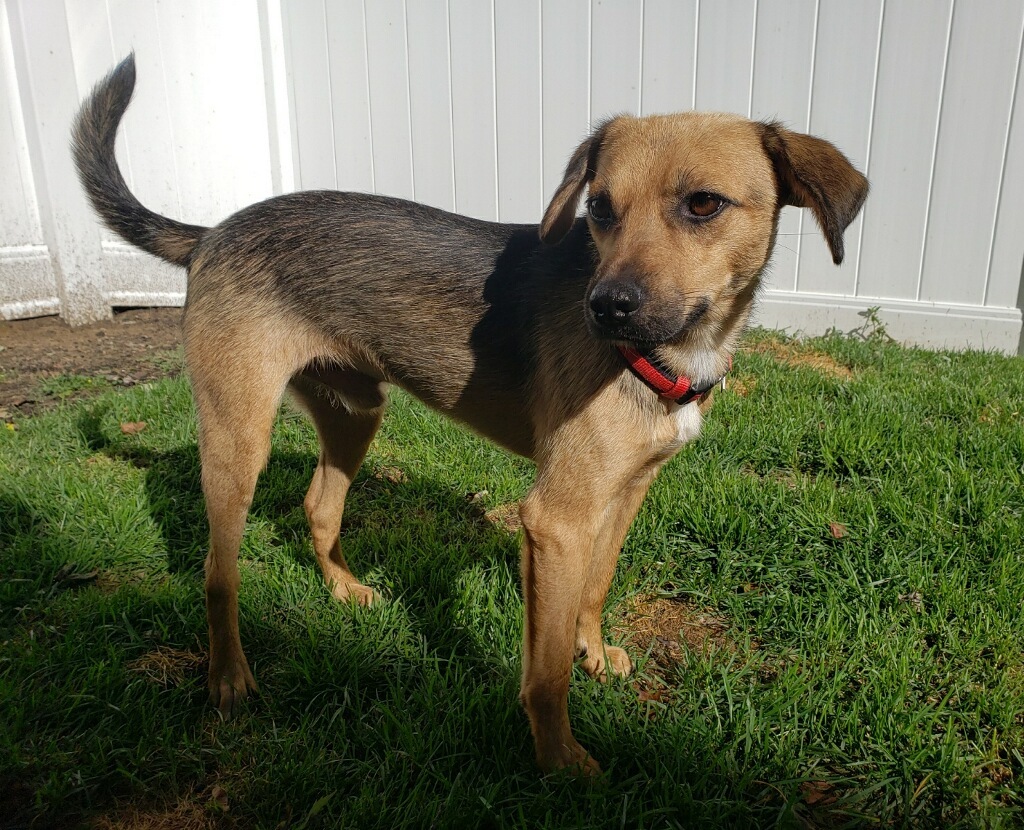 Viktor 2yr, an adoptable Beagle in Mentor, OH, 44060 | Photo Image 4