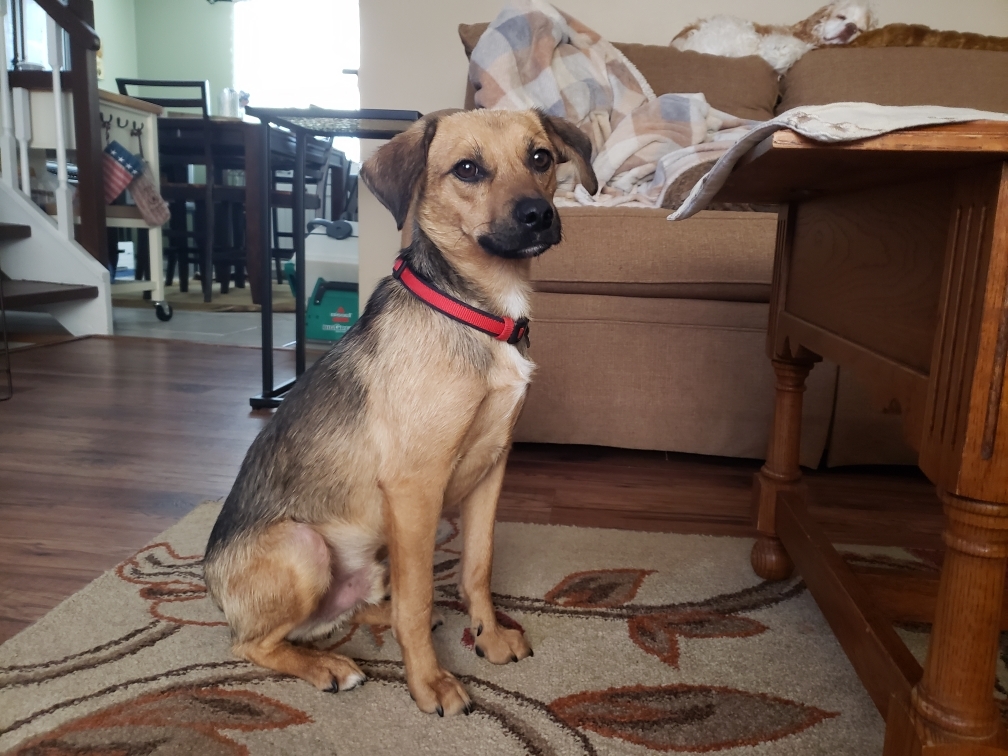 Viktor 2yr, an adoptable Beagle in Mentor, OH, 44060 | Photo Image 5