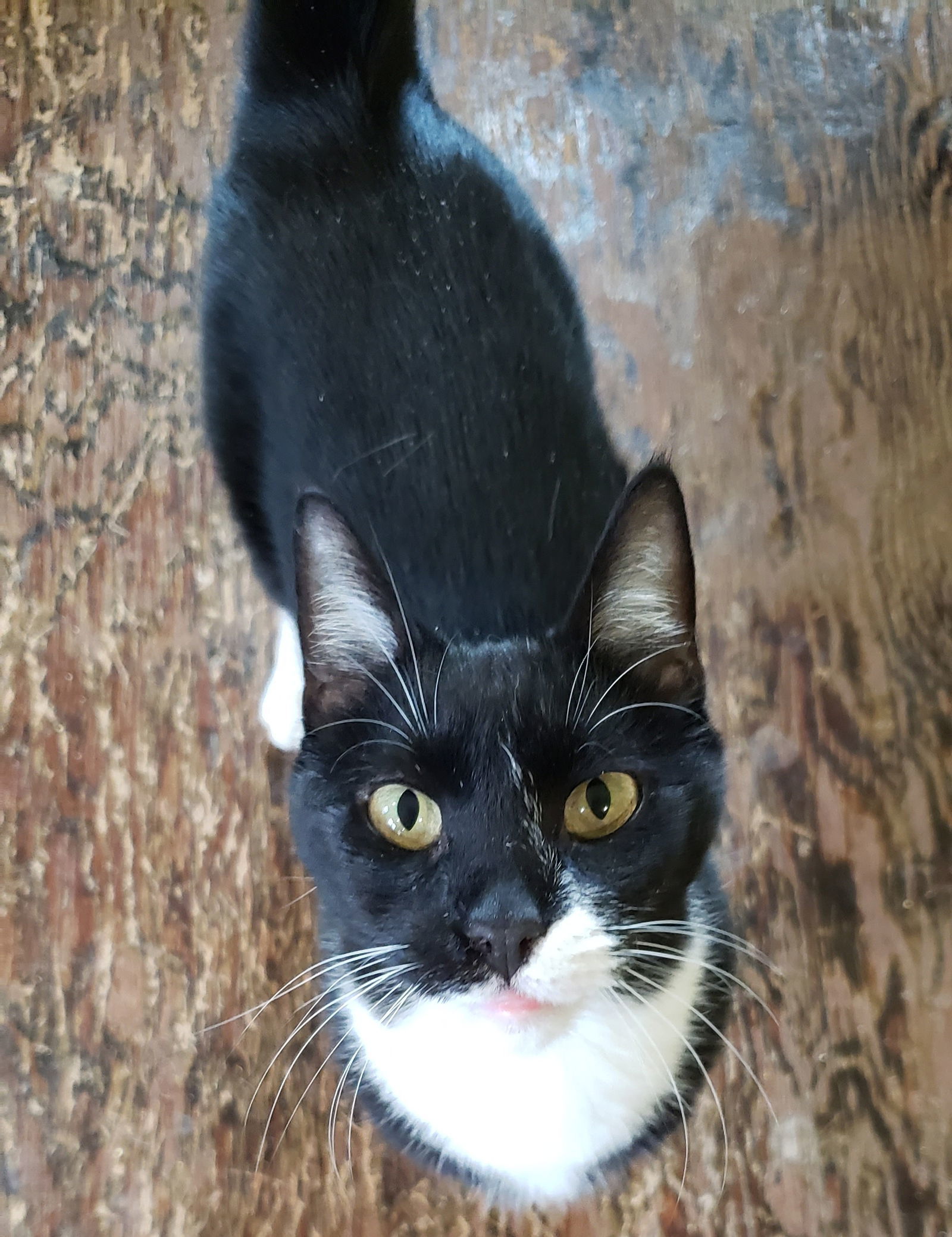 Aran, an adoptable Domestic Short Hair in Westminster, MD, 21158 | Photo Image 2