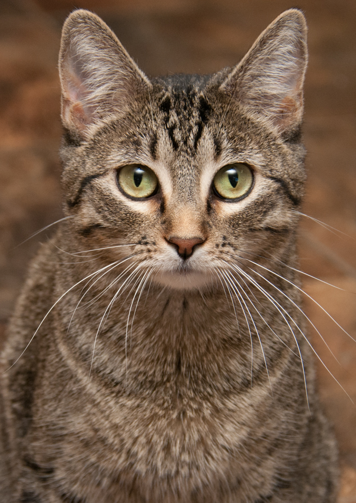 Silver, an adoptable Tabby in Westminster, CO, 80031 | Photo Image 1