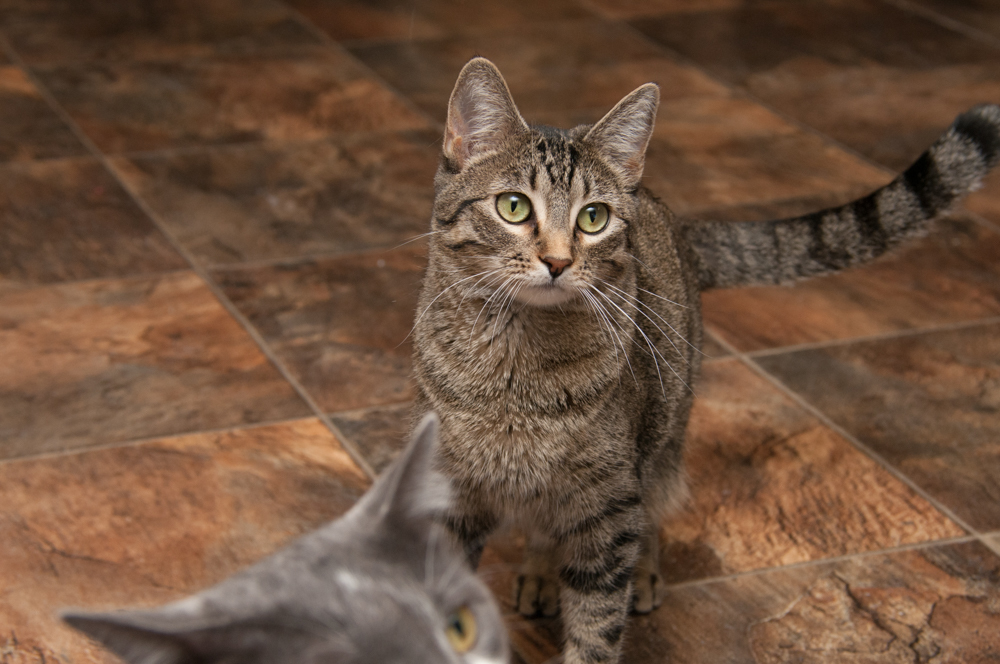 Silver, an adoptable Tabby in Westminster, CO, 80031 | Photo Image 2